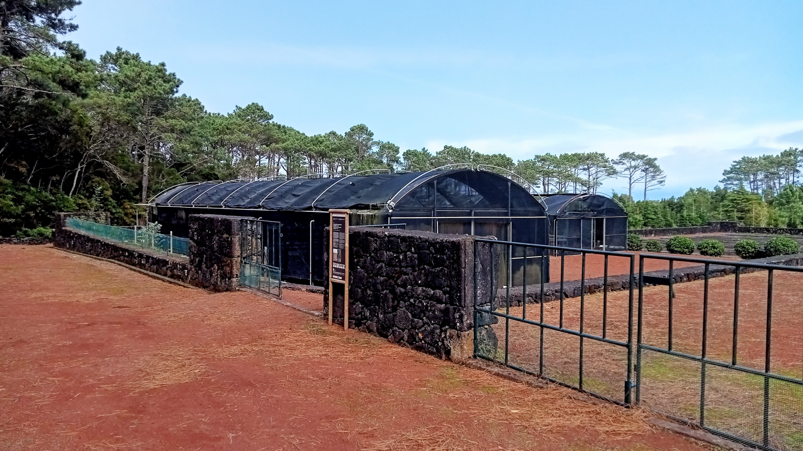 Nursery edemic plants Santa Lucia